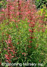 Agastache cana 'Heather Queen'